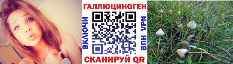 где купить наркоту  Крым  Галлюциногенные грибы Psilocybe 